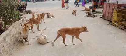 Meerut: Rs one Crore Spent, Dog Sterilization Turns Into Eyewash, Alarm Bells for the City