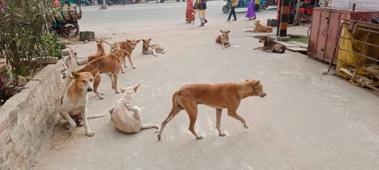 Seoni News: Stray dog menace spreads fear in every street, over 17,000 bite cases in 33 months
