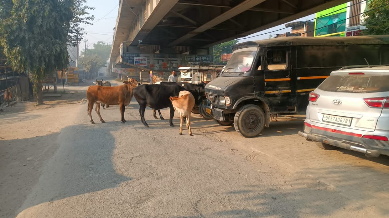 Animals on the road, construction of cow shelter center stalled.