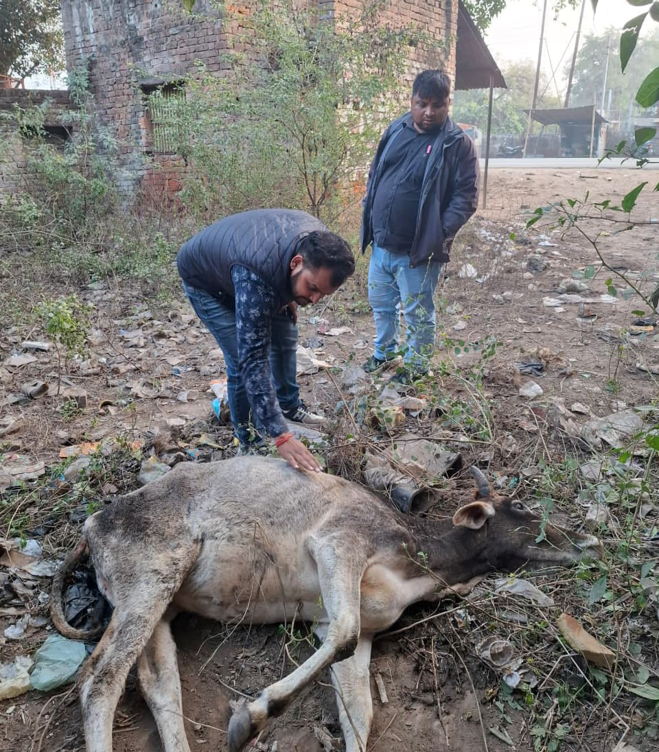 A sick cow was found outside the veterinary hospital.