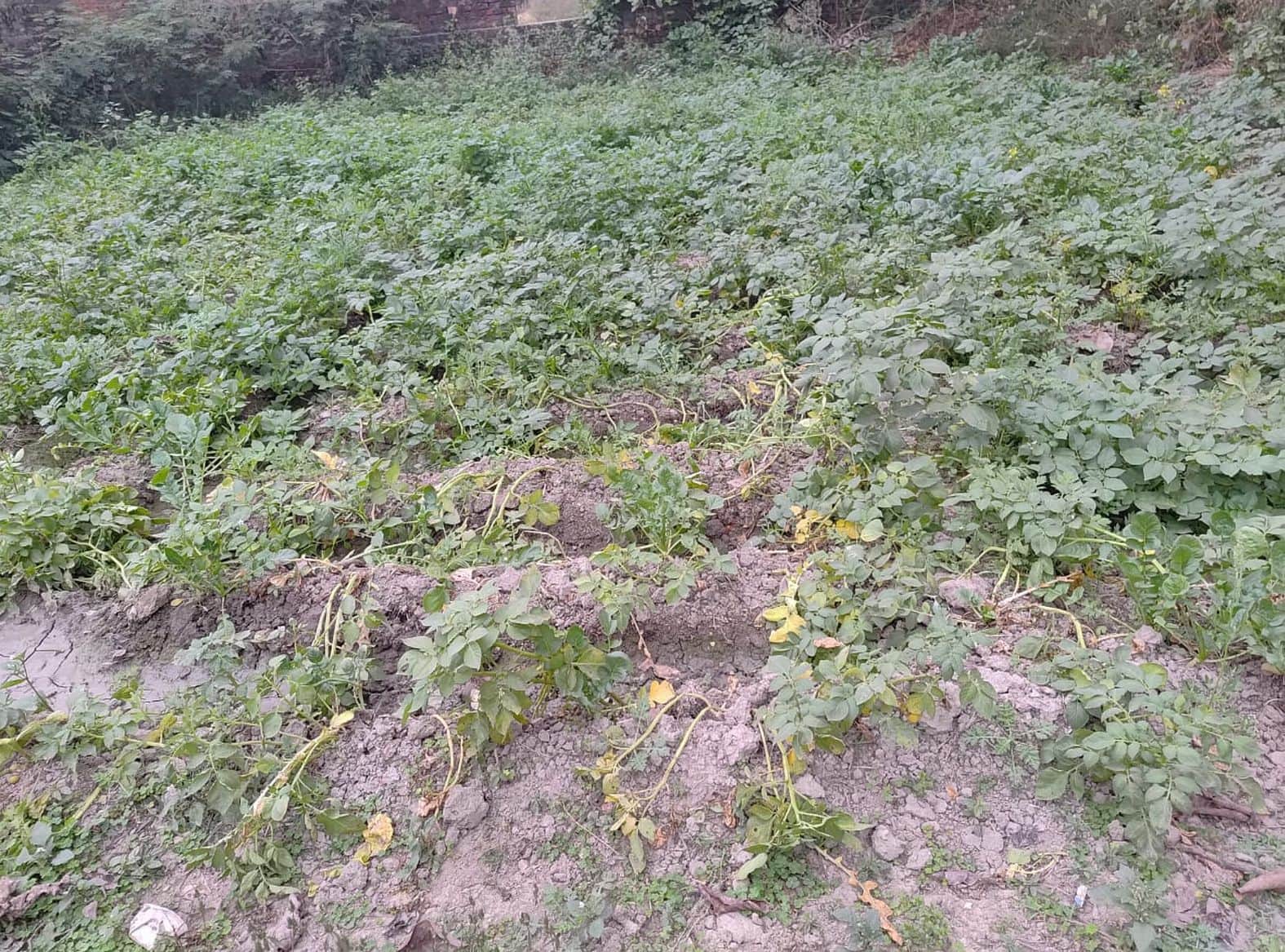 भदैंया क्षेत्र में आलू की फसल में लगा झुलसा रोग।  