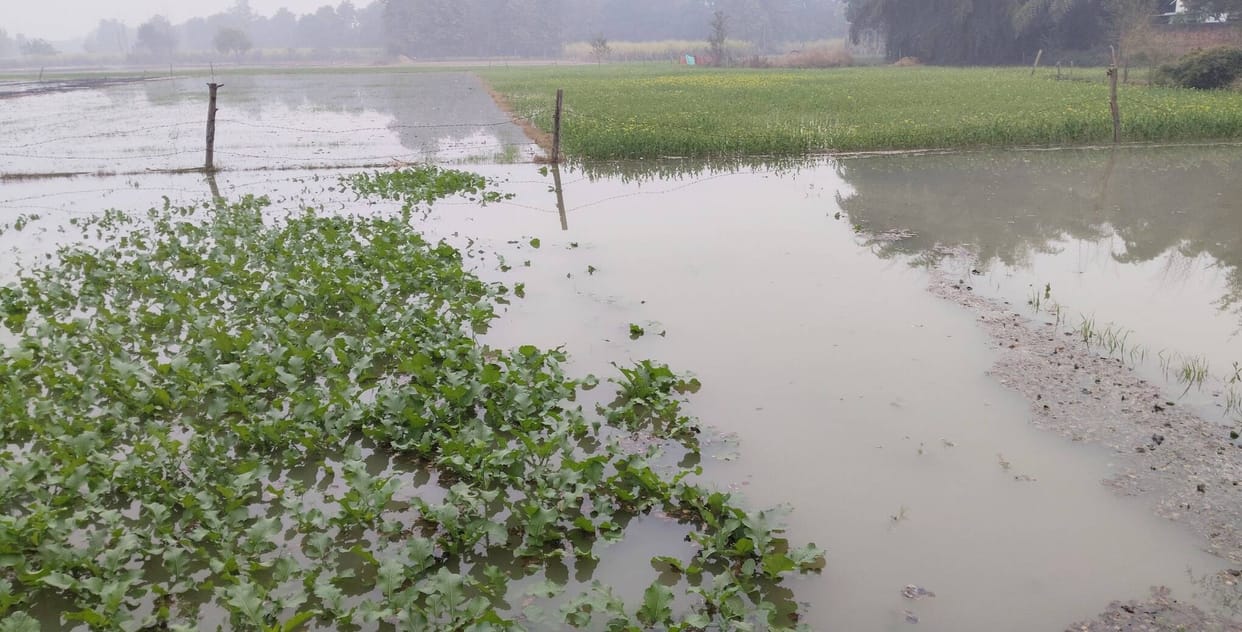 Canal dam breaks, 250 bigha crops submerged