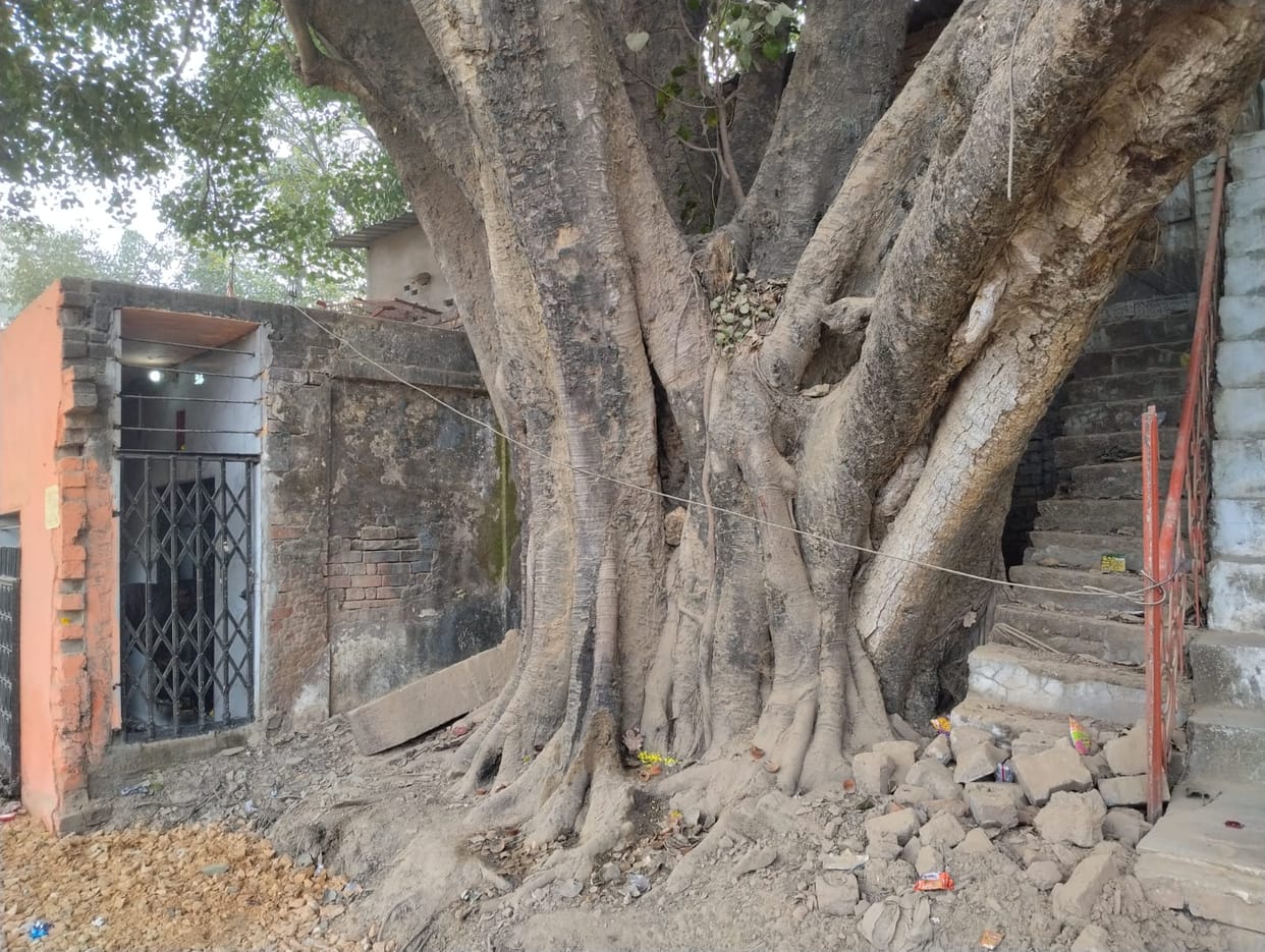 Forest department will preserve trees older than a hundred years