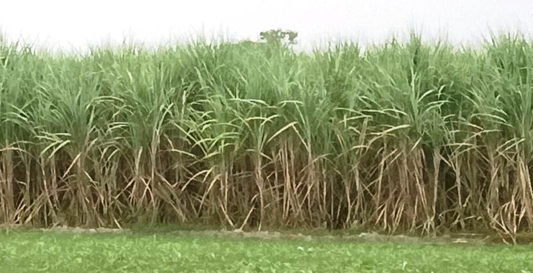 Sugarcane price hiked by Rs 30 per quintal benefiting 1.41 lakh farmers in Bareilly district