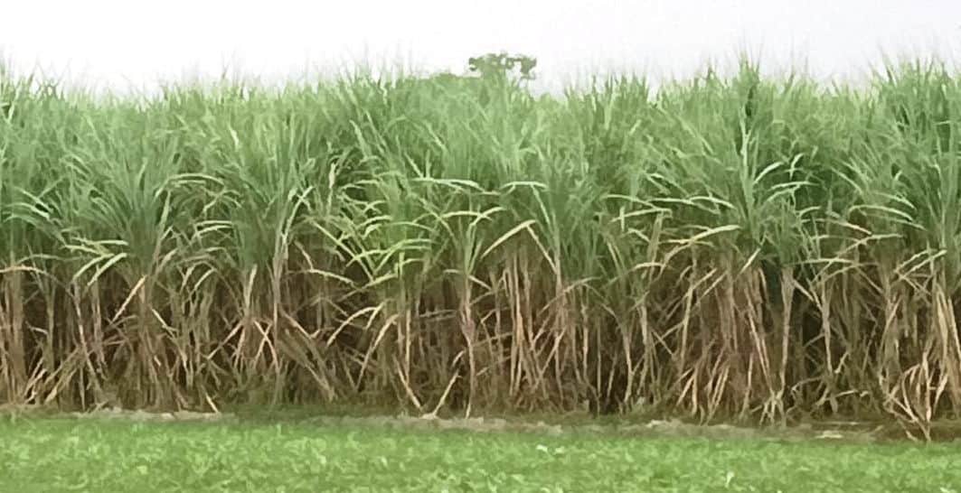फोटो11सोरोंजी में एक खेत में खड़ी गन्ना की फसल।संवाद