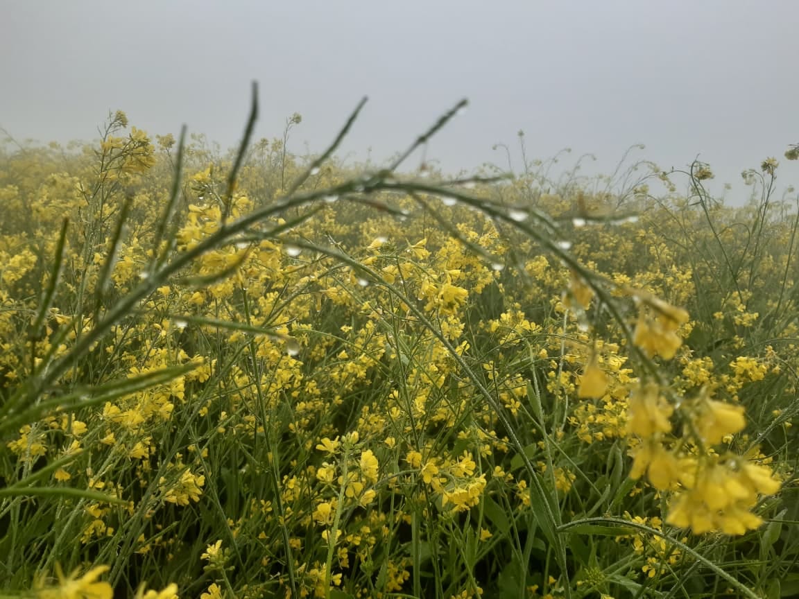 The cold wave and the minimum temperature dropped to 5 degrees Celsius