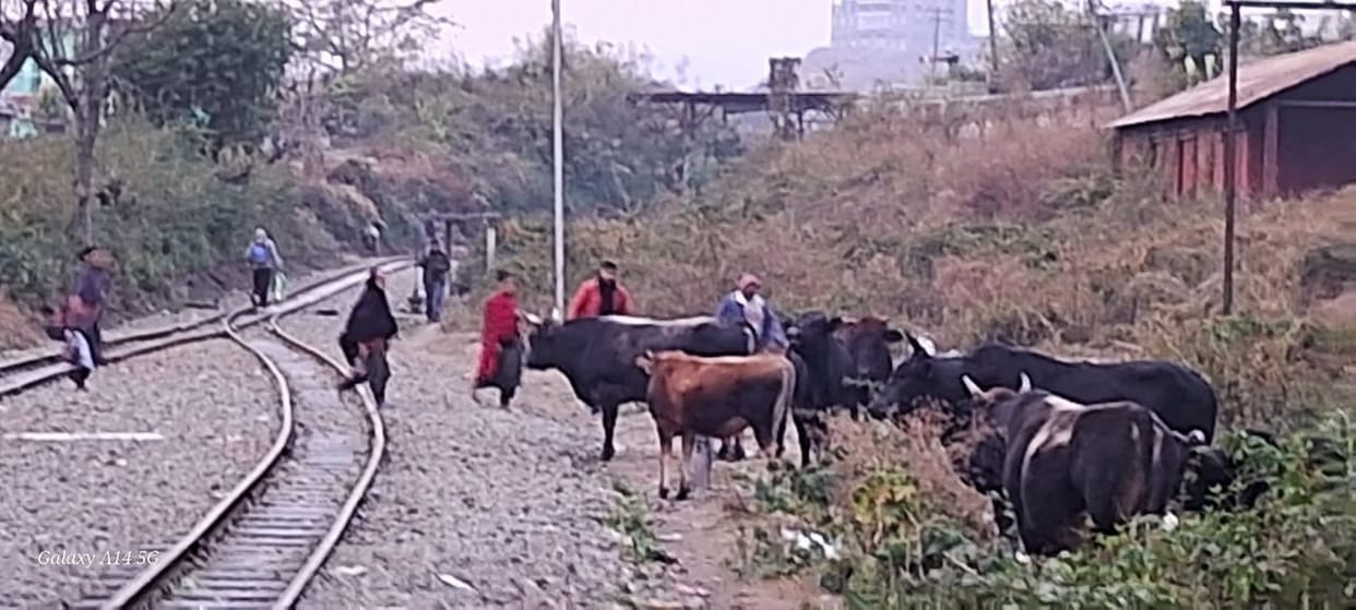 The bulls again attacked passersby, who ran away to save their lives.