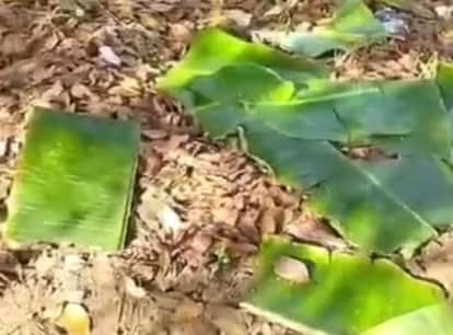 Balaghat News: Mid-day meal served on leaves; administration takes action, in-charge headmaster suspended