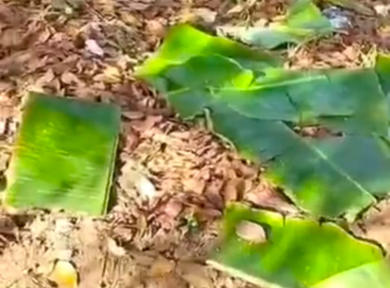 Balaghat News: Mid-day meal served on leaves; administration takes action, in-charge headmaster suspended