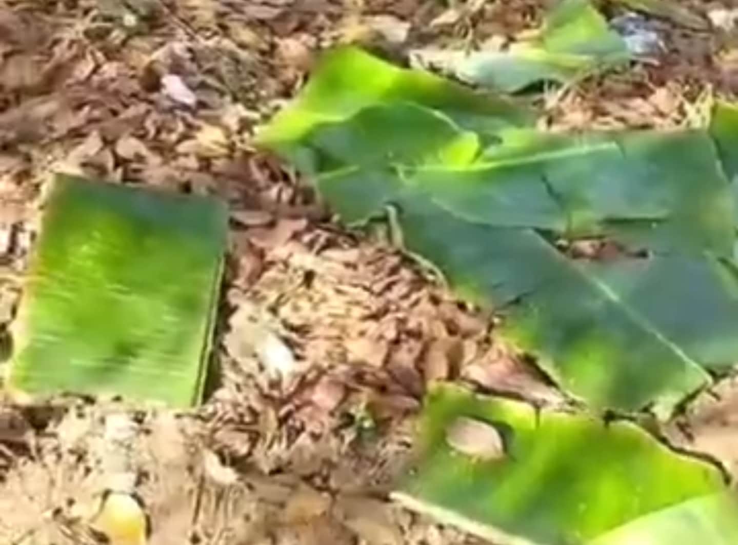 पत्तों में परोसा गया मध्यान्ह भोजन