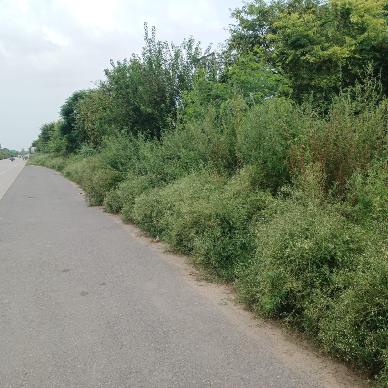 Bushes will be removed from the roadsides in the district, and trees will be pruned.