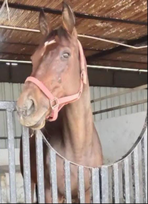 Brijbhushan received a horse worth Rs 2.5 crore as a birthday gift