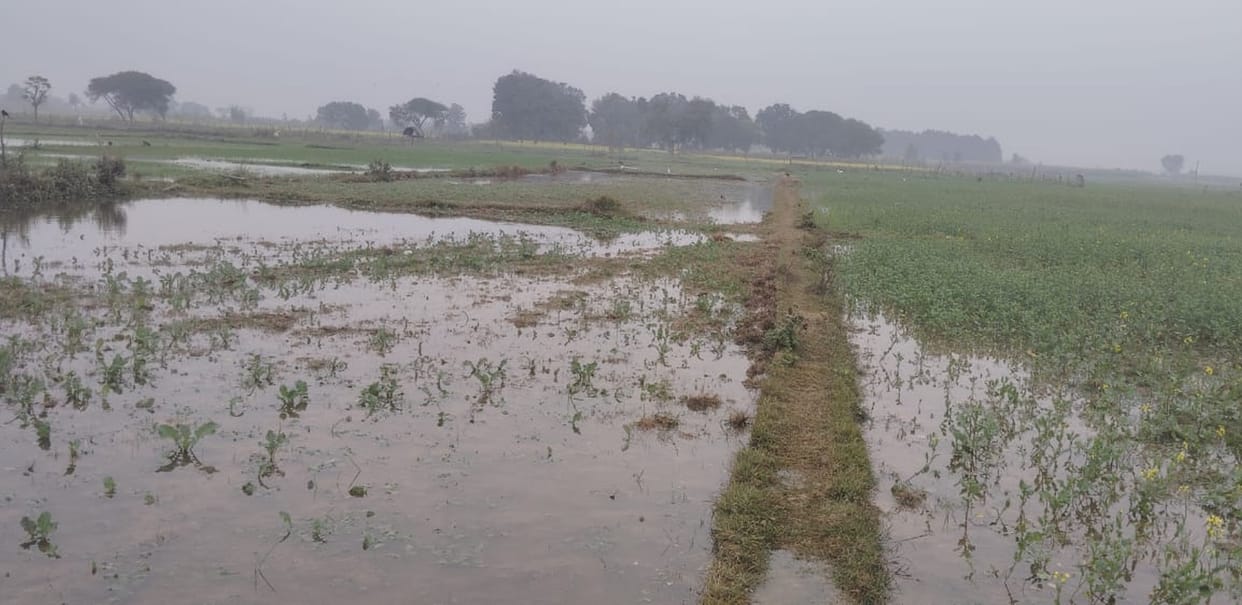 100 acres of crops submerged due to canal breach