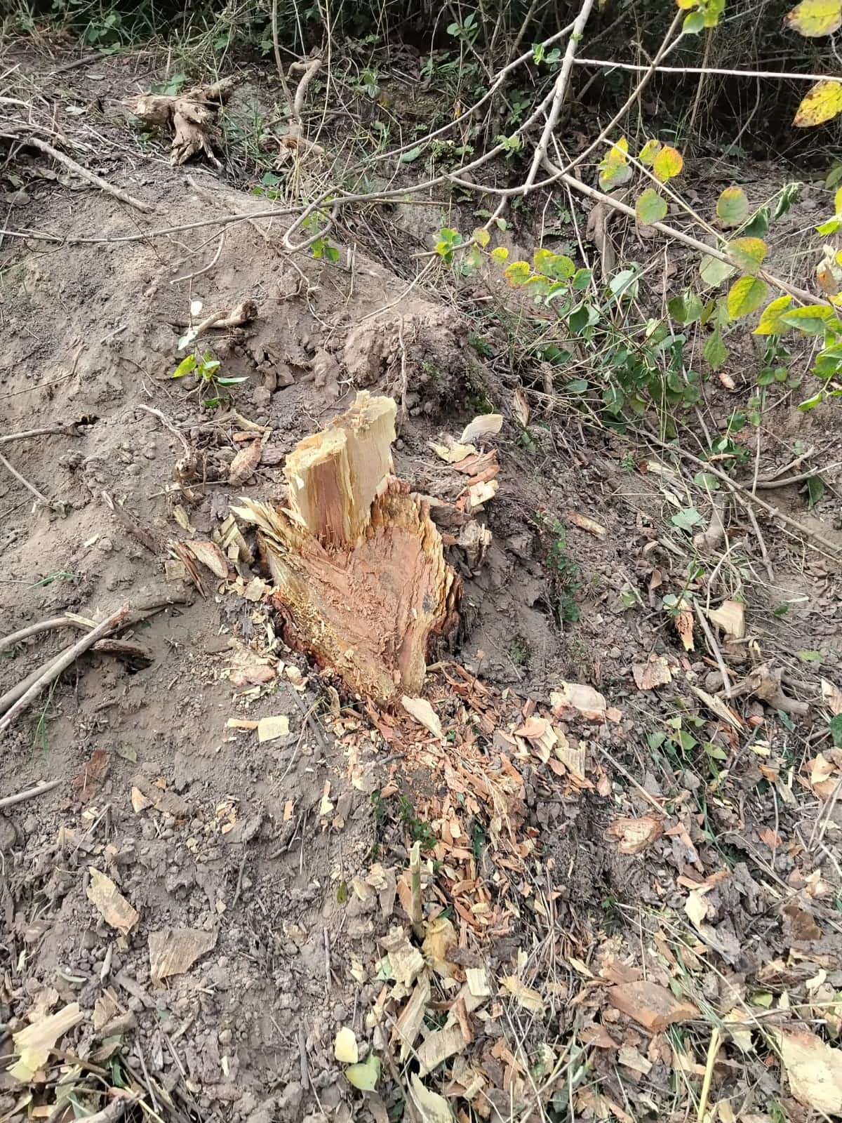 बड़वार पंचायत के वराल गांव में खुदरो व मुस्तरका भूमि से काटे गए पेड़।संवाद