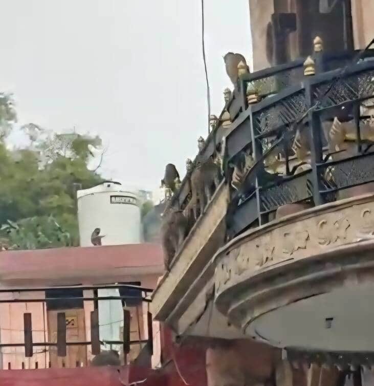 फोटो-61: बहादुरगढ़ के धर्मपुरा में एक मकान पर बैठे बंदरों का झुंड। स्त्रोत सोशल मीडिया