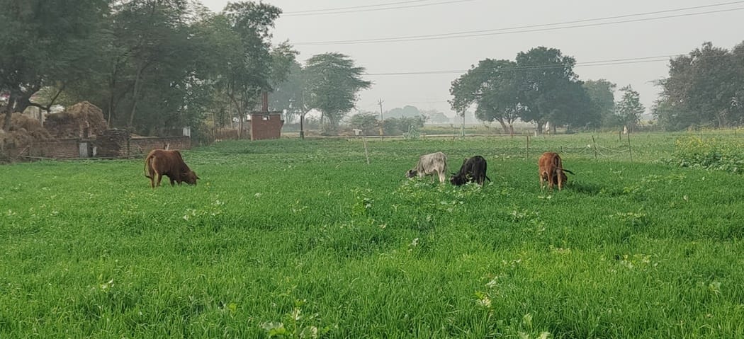 Farmers troubled by stray cattle, night vigil to protect crops