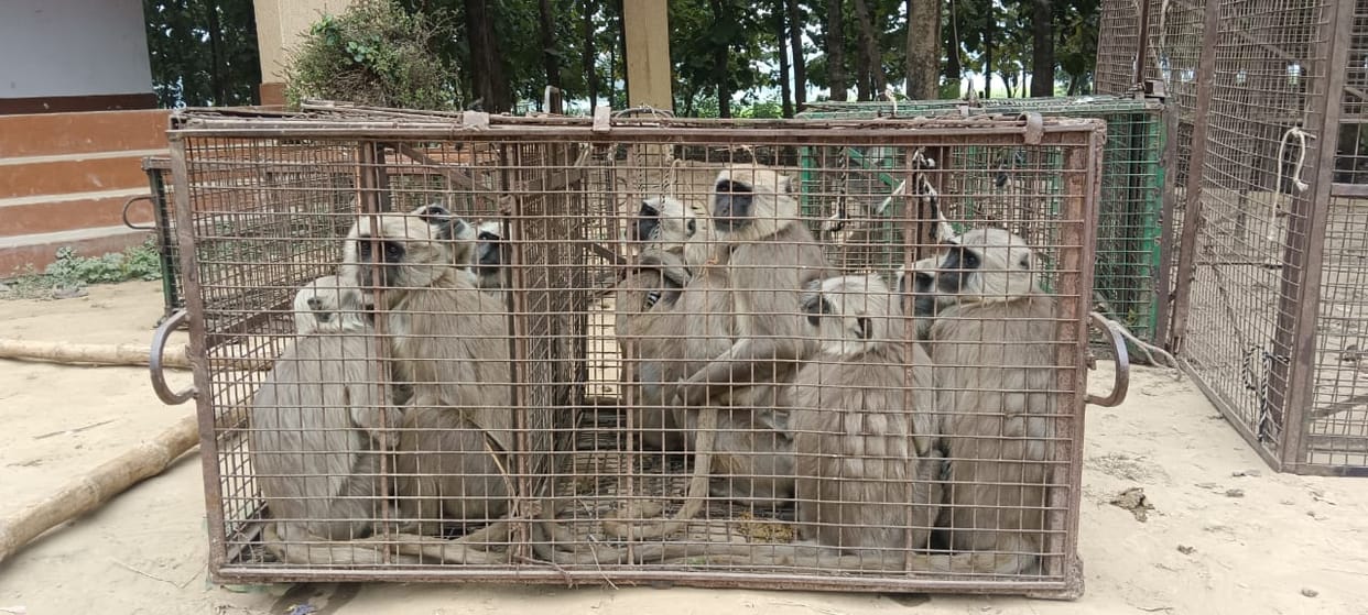 Forest department caught 18 langurs, they attacked the rescue team.