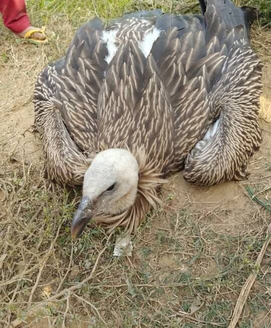 Ailing Jatayu raises hopes for the future; department begins conservation efforts