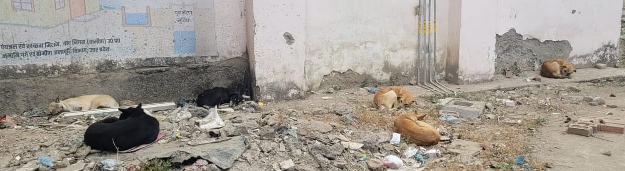A pack of stray dogs roams the medical college grounds, leaving people terrified.