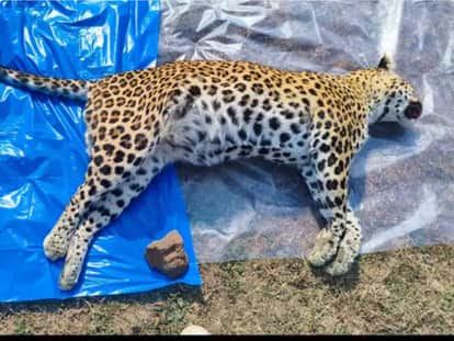 Balaghat News: Forest dept under question as two leopards die mysteriously; PM report awaited