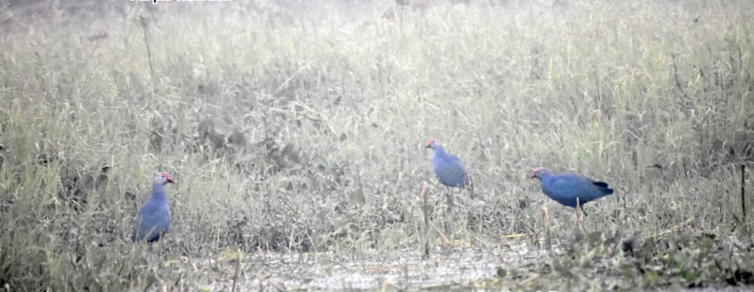The beauty of Madhani Lake increased due to the chirping of guest birds.