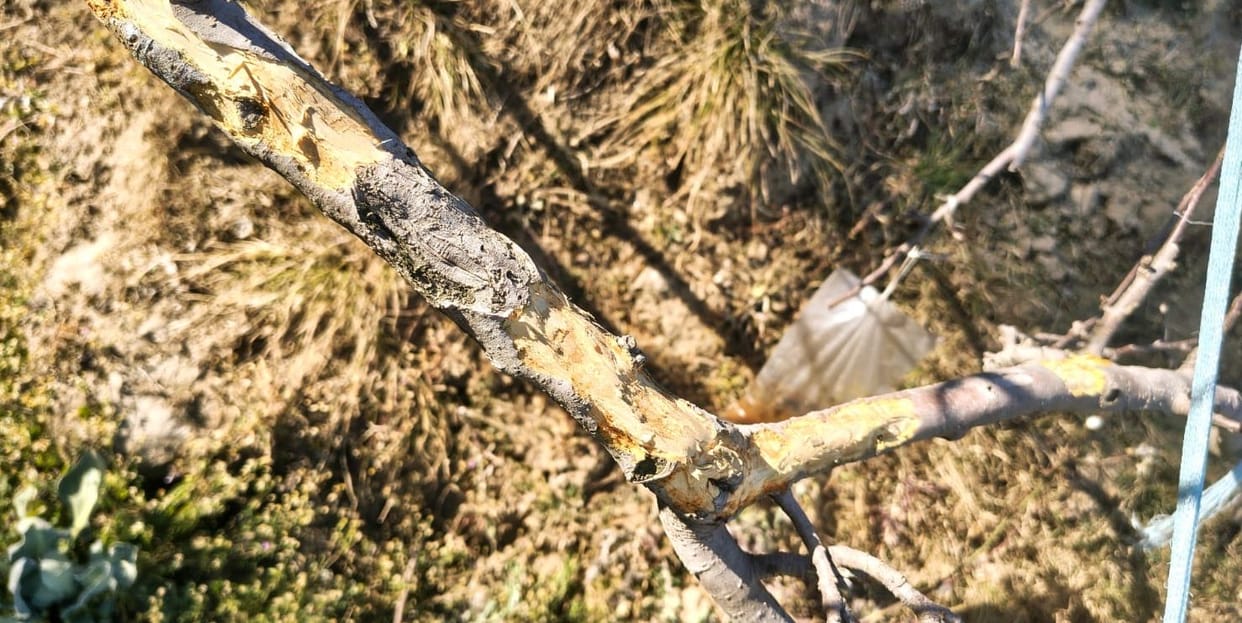 Damage to apple plants in Nithar