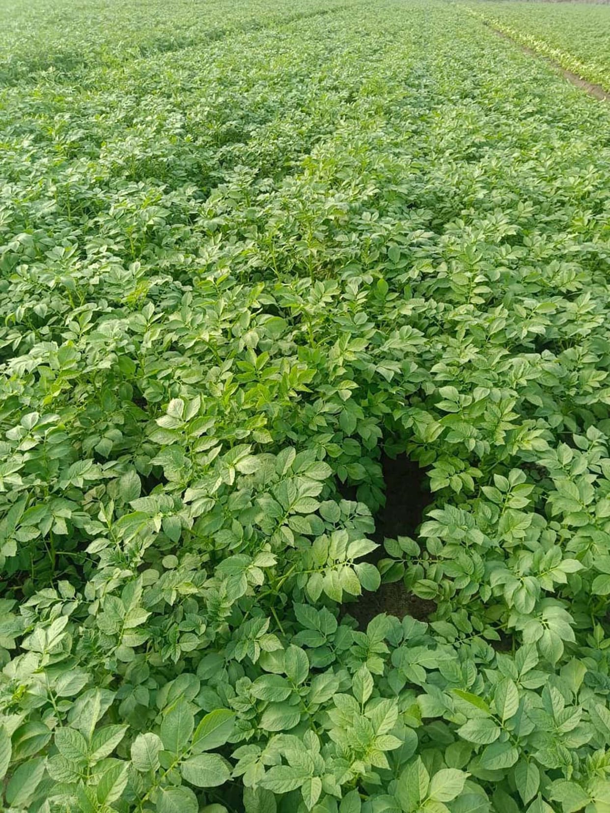 Potato prices have plummeted in the market...leaving farmers devastated.