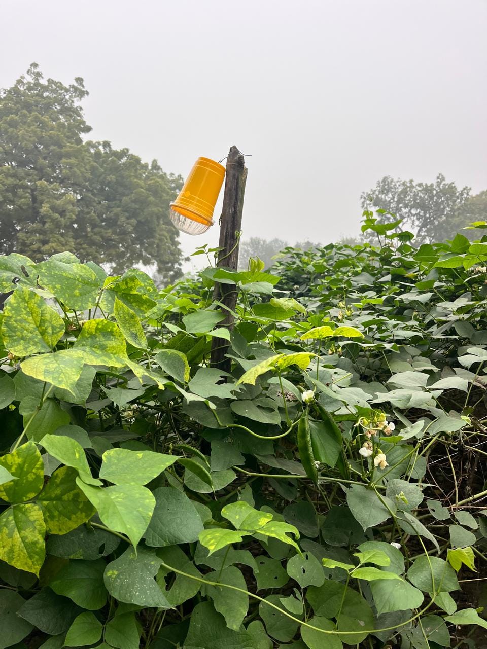 Now, crops will be guarded with solar light traps.