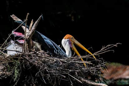 Ujjain News: Migratory birds flock to local waterbodies; Asian Waterbird Census records 67 species