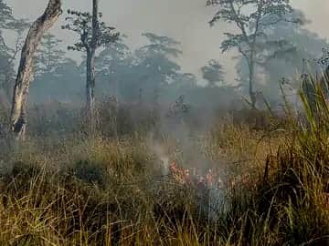 Bettiah bihar news Fire broke out forest of VTR four acres of forest burnt to ashes today news