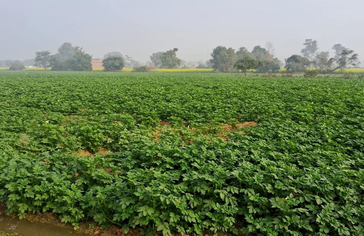 Despite an increase in area under cultivation and improved quality, potatoes are still facing the brunt of the crisis.
