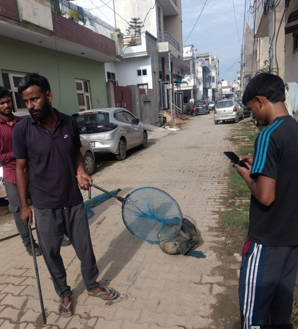 Neuter of stray dogs found without municipal corporation for two years