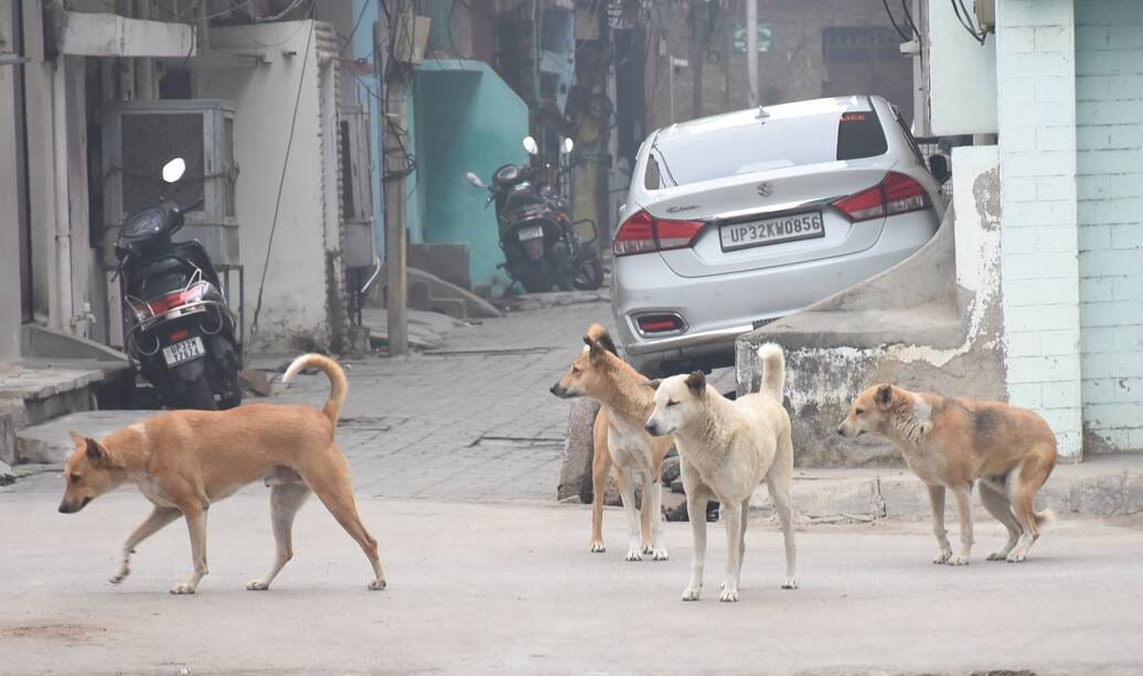 How many dogs are there in the city, report will come in a month