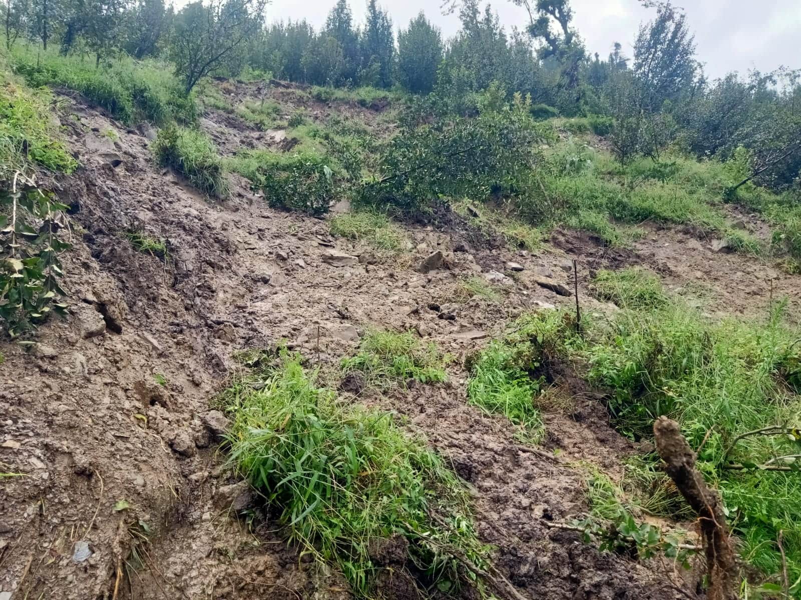 बीती साल बरसात के दौरान लोगों के बगीचों को हुए नुकसान। फाइल फोटो