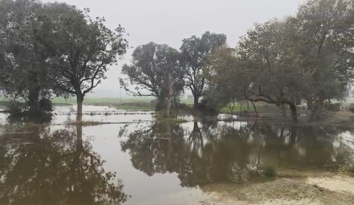 50 bigha crops submerged due to minor cutting