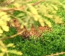 A leopard was spotted in a field in Rawa village, causing farmers to flee in panic.