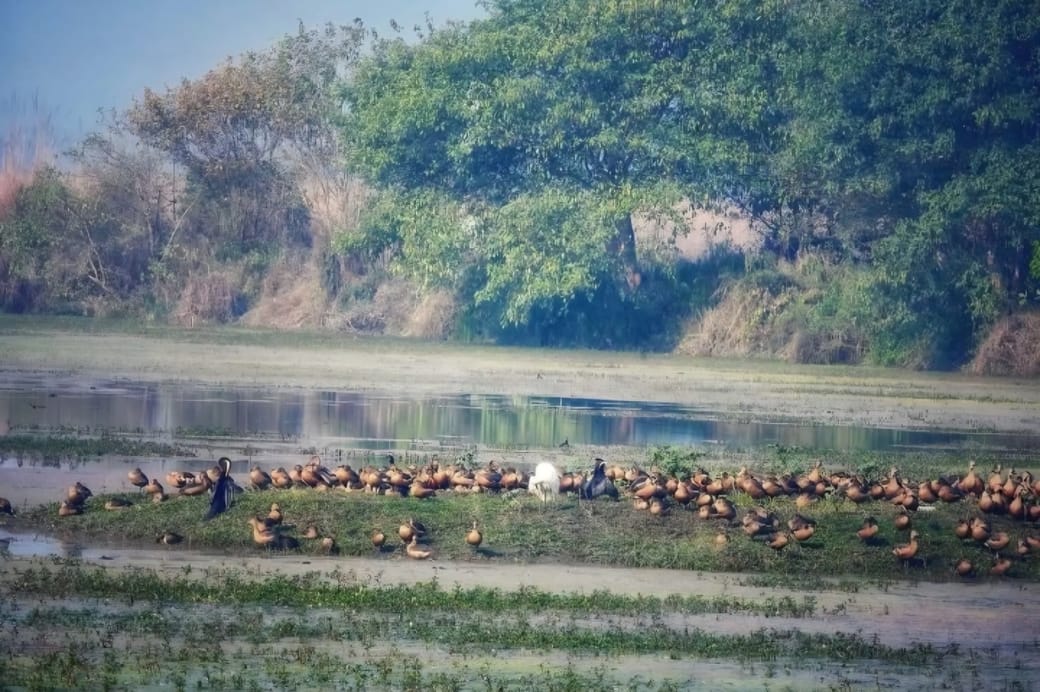 The chirping of guest birds has enhanced the beauty of Kishanpur Sanctuary