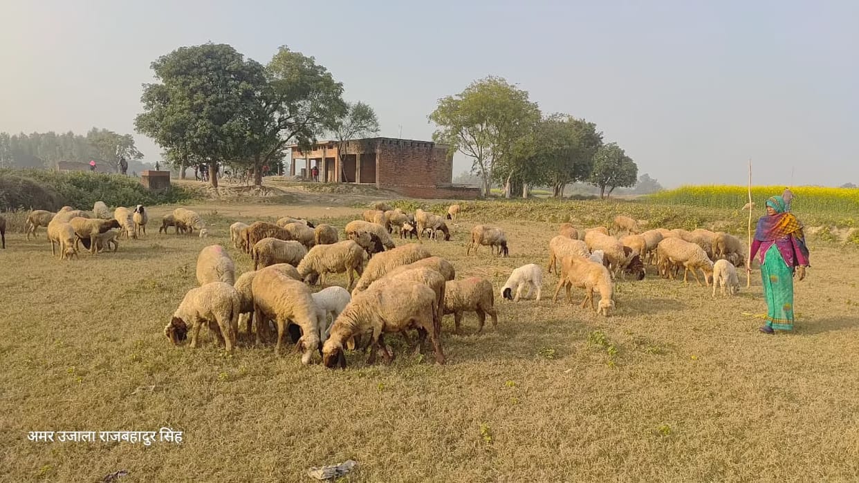 As sheep herders' income decreased, they started staying away from work