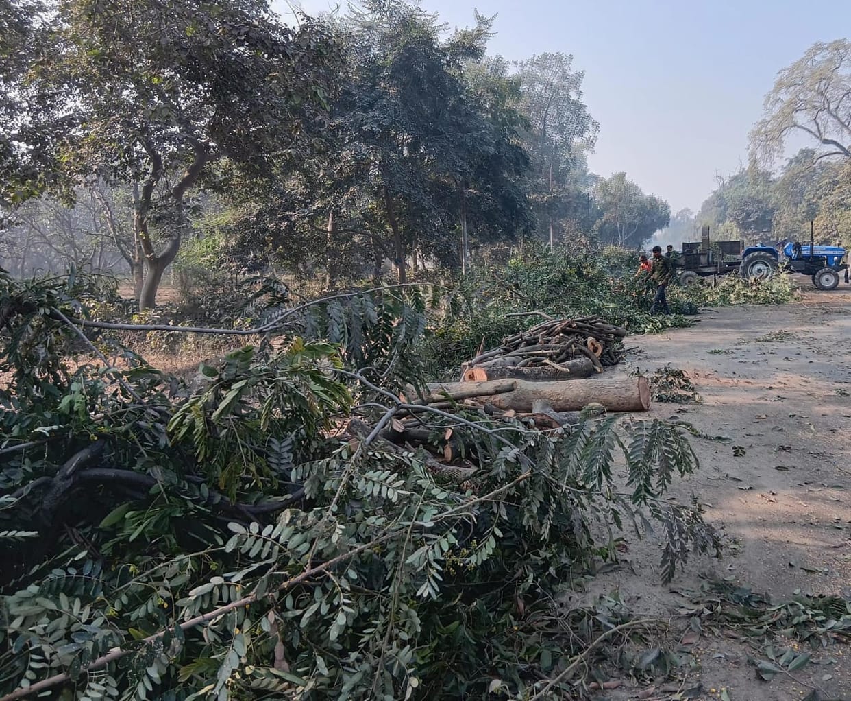 The slow pace of tree felling is causing delays in highway widening.