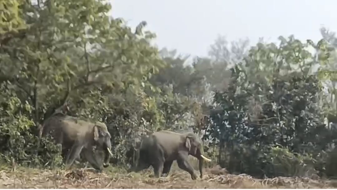 Elephants spotted in fields, farmers panicked