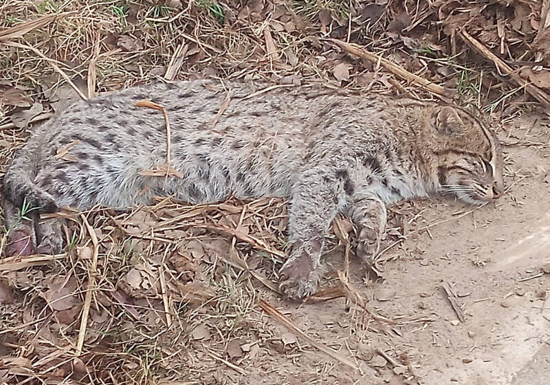 The death of the wild cat from the collision of the unknown vehicle