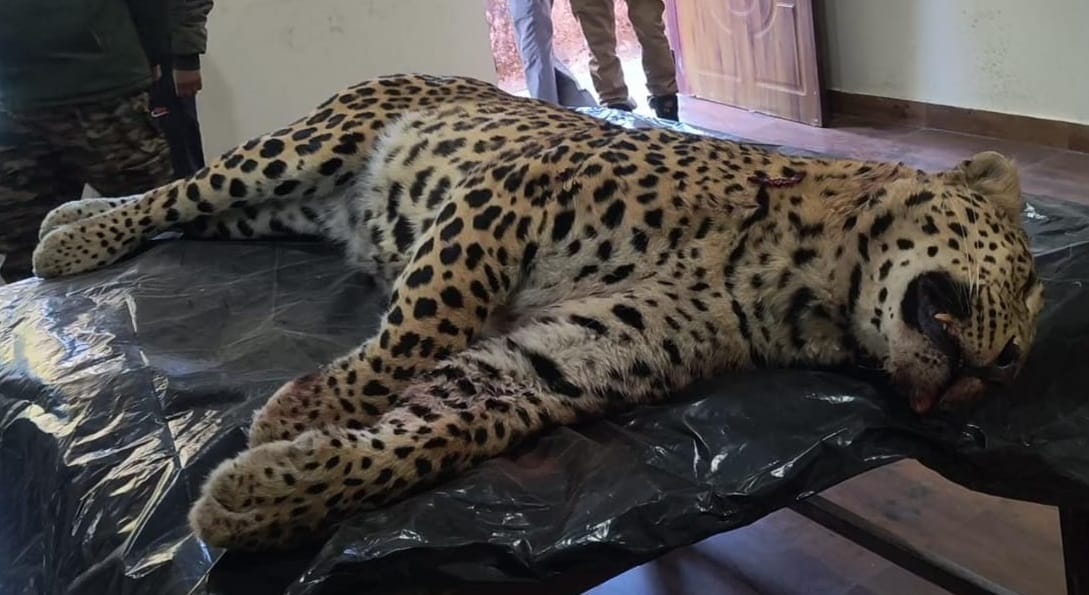 Bijnor: Female Leopard Killed After Being Hit by Vehicle in Afzalgarh
