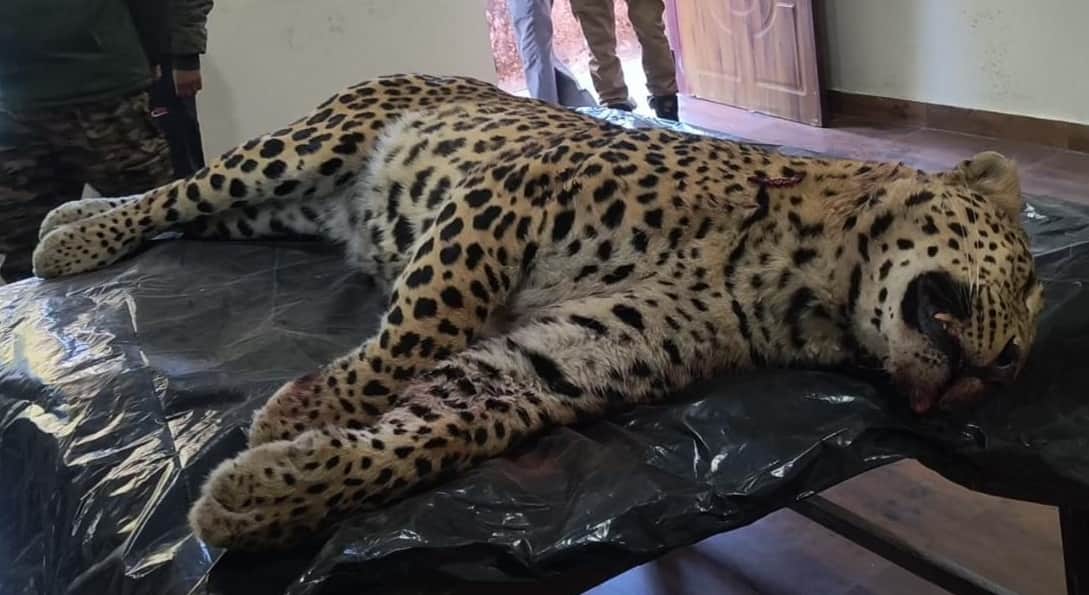 पौड़ी रेंज कार्यालय में शूट कर लाया गया आदमखोर गुलदार - स्रोत जागरूक पाठक।