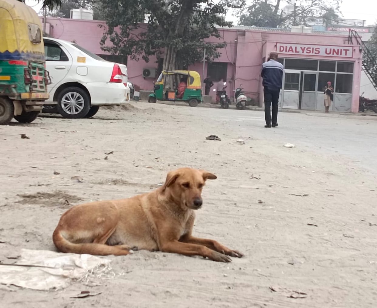 FIR registered against youth for beating dog to death