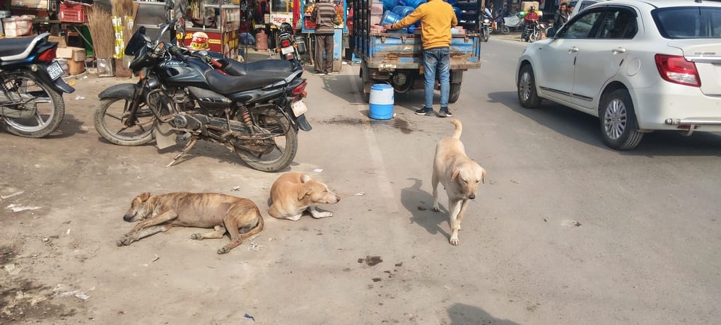 Pedestrians change their route out of fear of stray dogs.