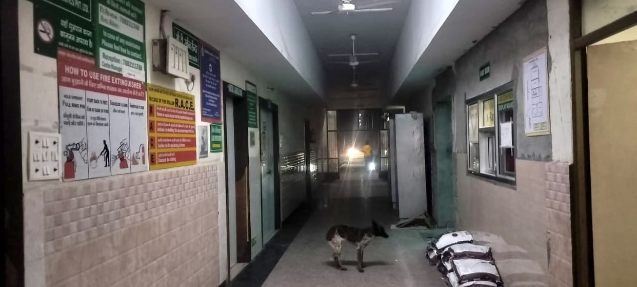 The civil hospital has become a shelter for stray dogs.