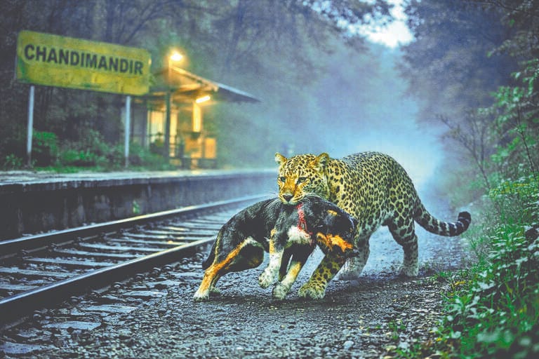 Leopard kills dog near Chandimandir railway station, panic grips public