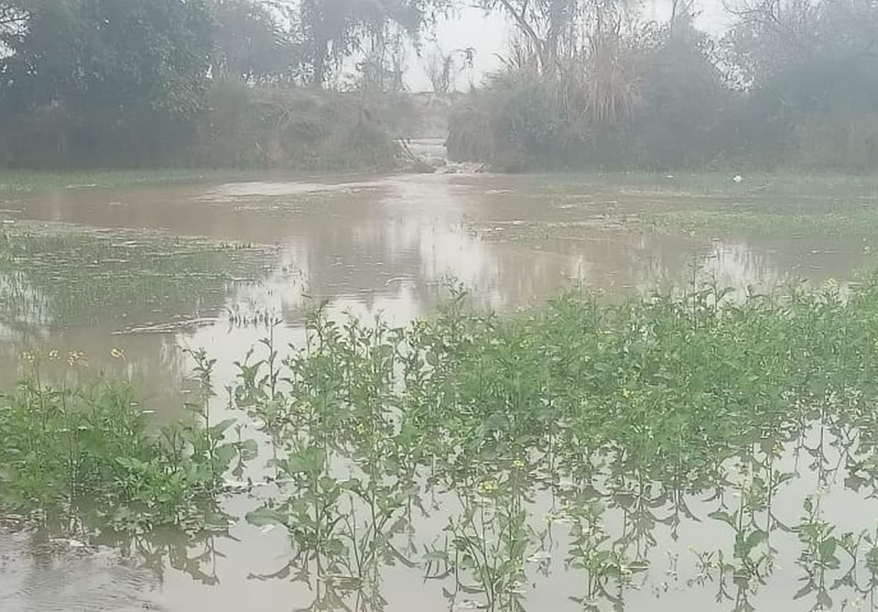 More than 50 bighas of crops were submerged due to the breach in Gambhiri Minor.