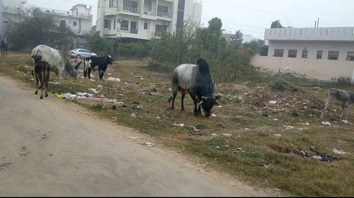 Stray cattle are causing harm to the general public, but the municipal council remains silent.