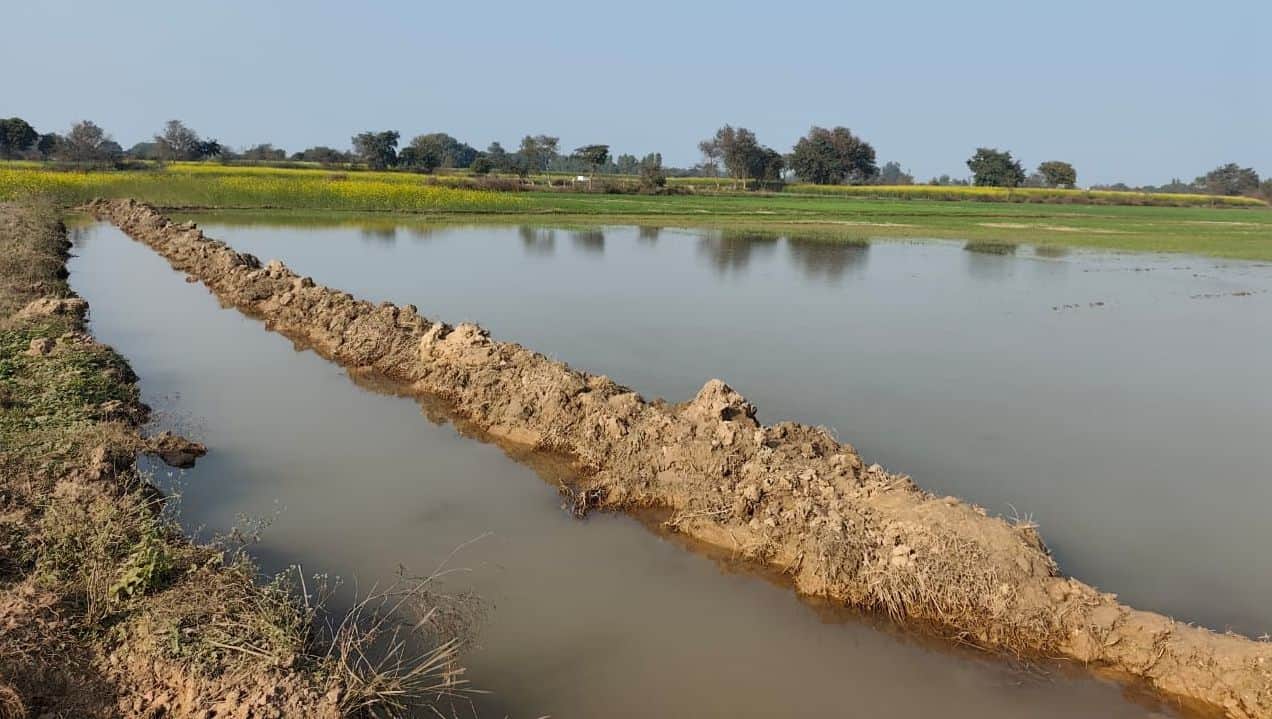 फोटो16सिढ़पुरा में भीकपुर माइनर की खंदी कट जाने से खेत में भरा पानी। संवाद